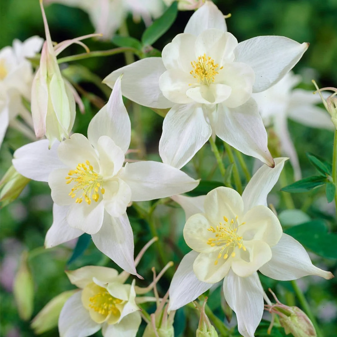 Best Perennials for Foliage