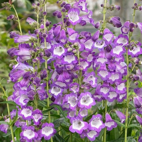 Perennial Plant Sale