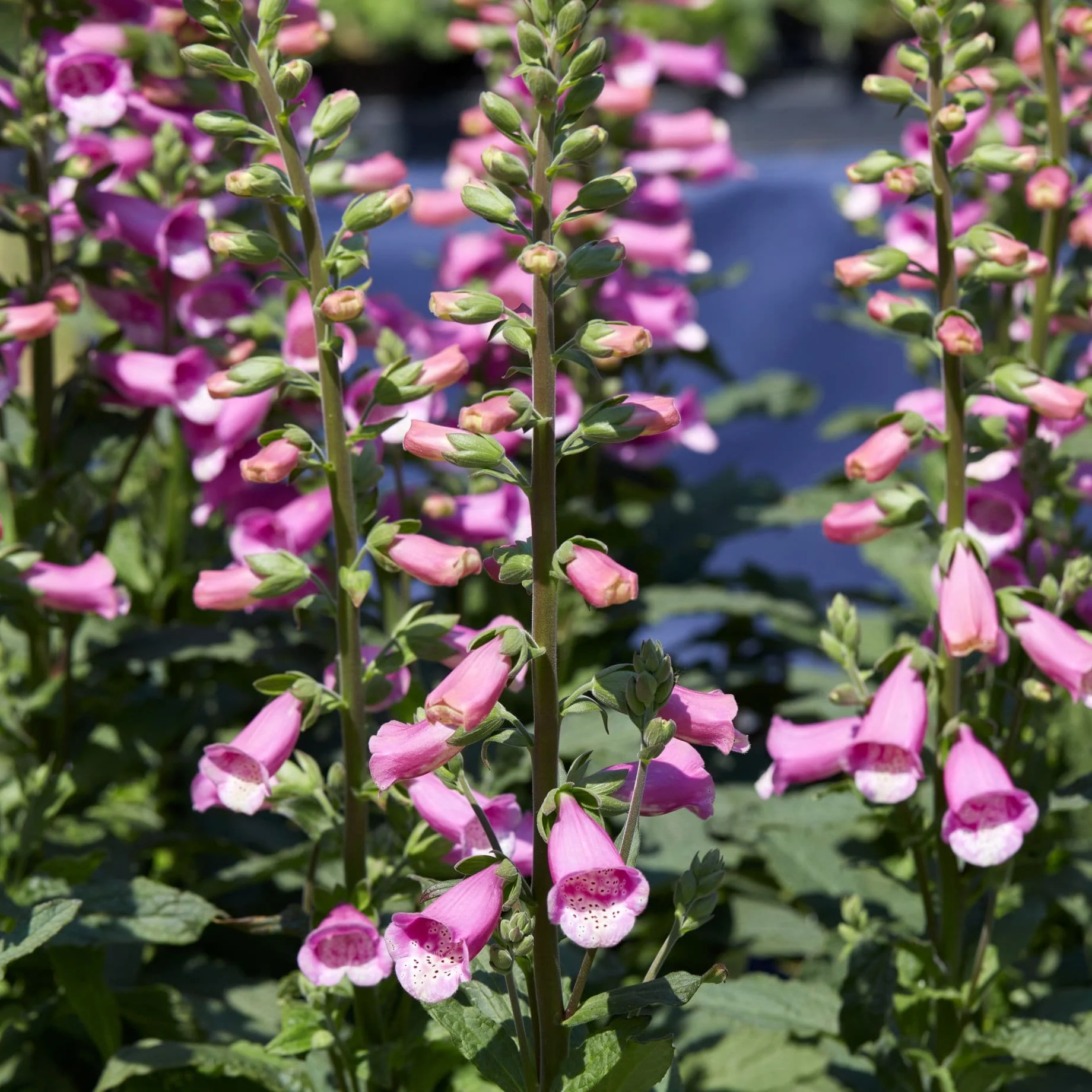 Best Plants for Butterflies & Bees