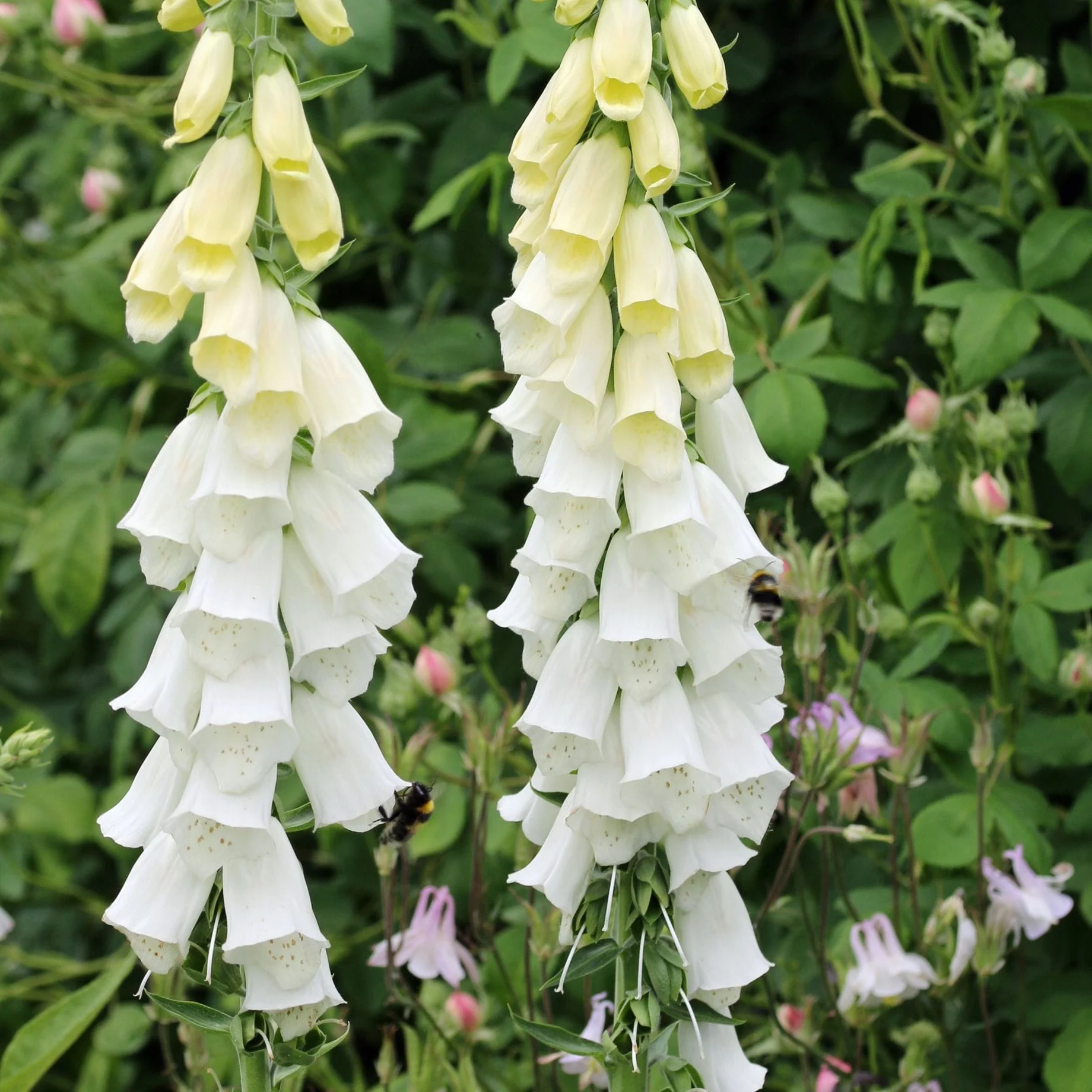 Best Plants for Pots & Containers